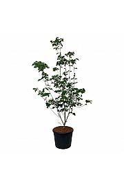 Cornus kousa Venus ® C90 Lit. 200-225 cm extra