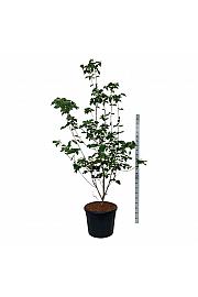 Cornus kousa Venus ® C90 Lit. 200-225 cm extra