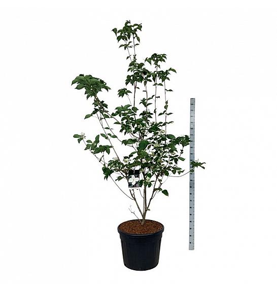 Cornus kousa Venus ® C90 Lit. 200-225 cm extra