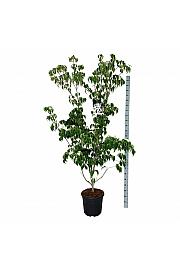 Cornus kousa Weisse Fontaine C30 Lit 175-200 cm extra