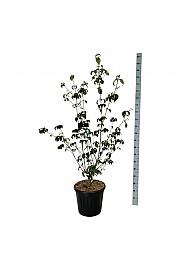 Cornus kousa Wietings Select C30 Lit. 125-150 cm extra