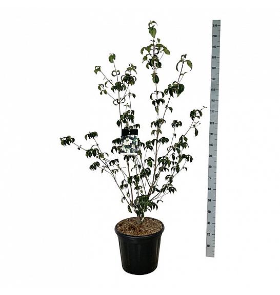 Cornus kousa Wietings Select C30 Lit. 125-150 cm extra