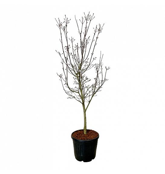 Cornus Starlight C55 Lit. 175-200 cm extra
