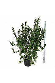 Corylus avelana Medusa C55 Lit. 150-175 cm extra