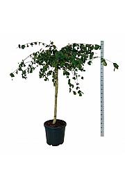 Corylus avelana Purple Umbrella C55 Lit. Na steblu 120 cm extra