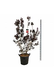 Cotinus coggygria Royal Purple C55 Lit. 175-200 cm extra