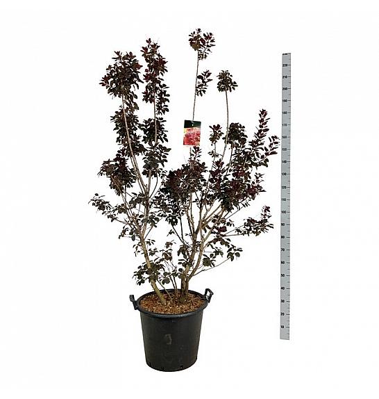 Cotinus coggygria Royal Purple C55 Lit. 175-200 cm extra