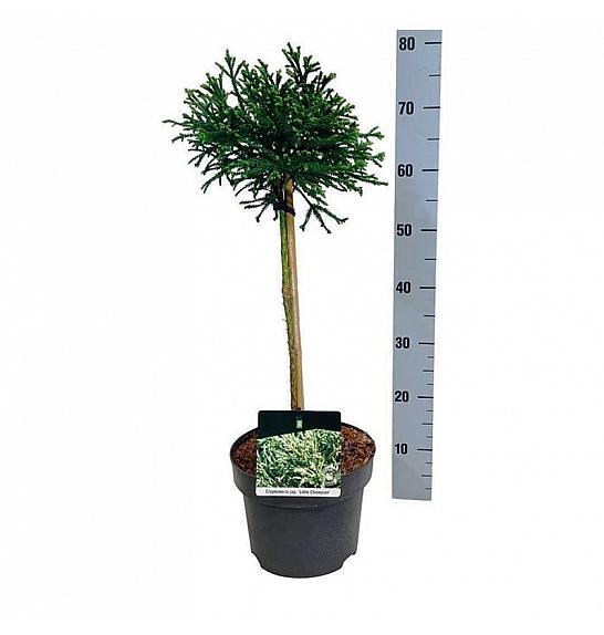 Cryptomeria japonica Little Champion C4 Lit. Na steblu 40 cm