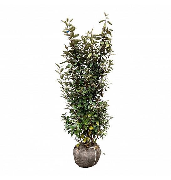 Elaeagnus ebbingei Compacta bala 125-150 cm