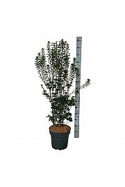 Enkianthus campanulatus Pagode C15 Lit. 100-125 cm