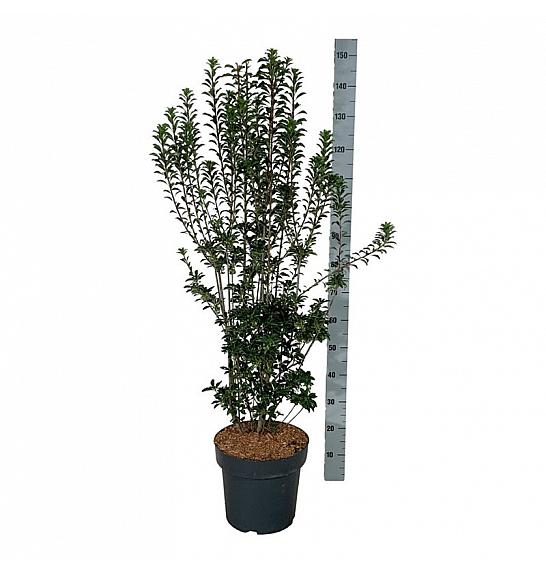 Enkianthus campanulatus Pagode C15 Lit. 100-125 cm