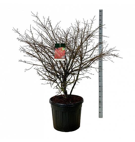 Euonymus alatus Compactus C90 Lit. 125-150 cm extra