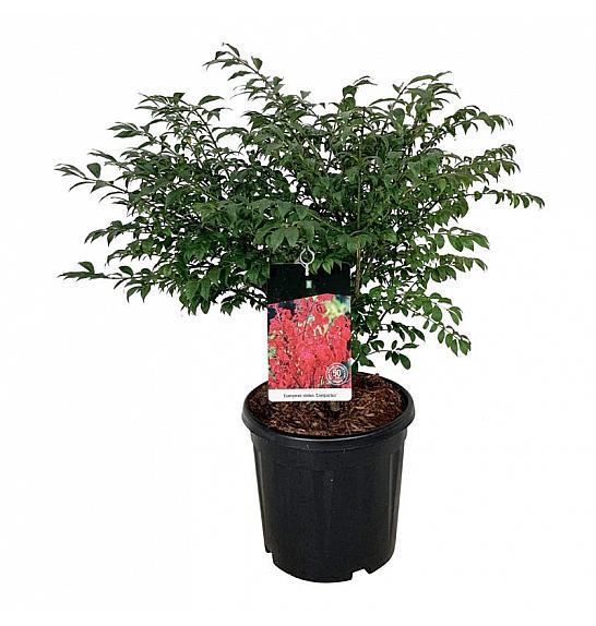 Euonymus alatus Compactus C15 Lit. 50-60 cm