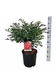 Euonymus alatus Compactus C30 Lit Na steblu 120 cm