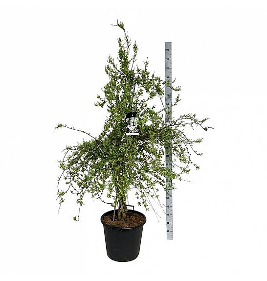 Exochorda The Bride C55 Lit. 125-150 cm extra