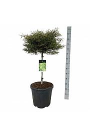 Fagus sylvatica Mercedes C30 Lit. Na steblu 60 cm