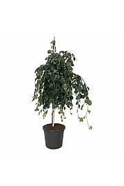 Fagus sylvatica Pendula C30 Lit. 125-150 cm extra