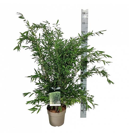 Fargesia nitida Gansu C7 Lit. 80-100 cm