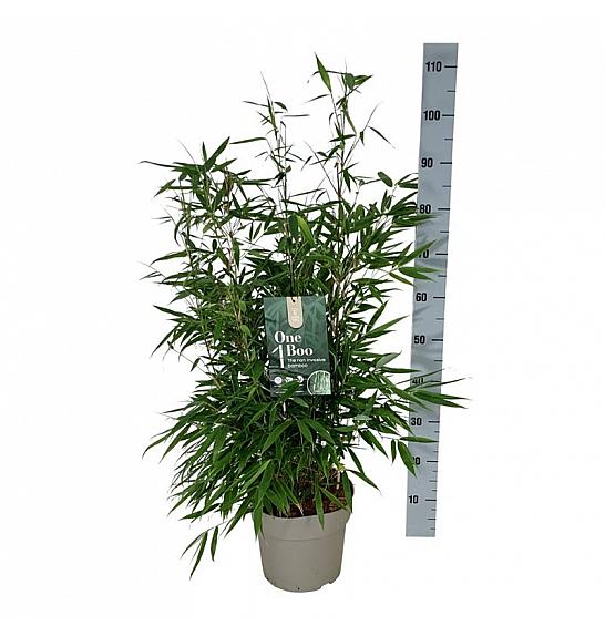 Fargesia robusta Pingwu C7 Lit. 50-60 cm