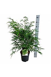 Fargesia robusta Pingwu C7 Lit. 60-80 cm