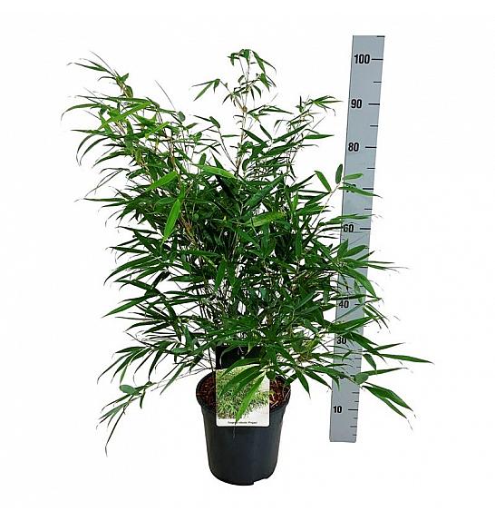 Fargesia robusta Pingwu C7 Lit. 60-80 cm