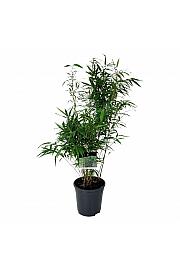 Fargesia robusta Wenchuan C7 Lit. 60-80 cm