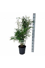 Fargesia robusta Wenchuan C7 Lit. 60-80 cm