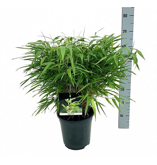 Fargesia rufa C7 Lit. 40-60 cm