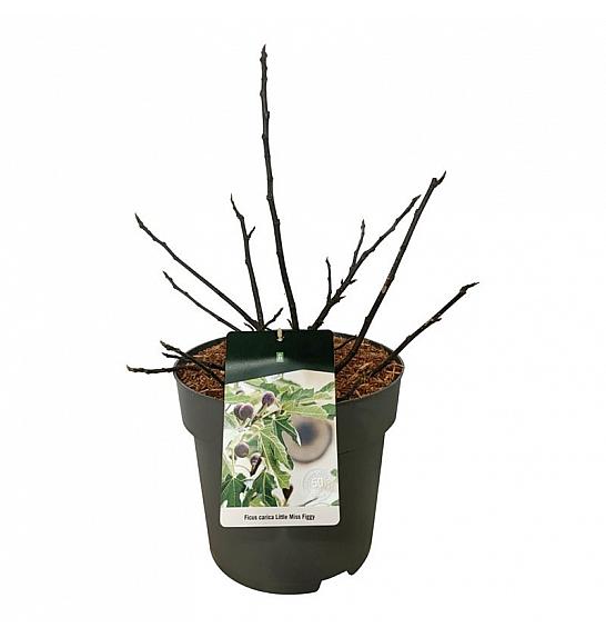 Ficus carica Little Miss Figgy (R) C15 Lit. 40-50 cm