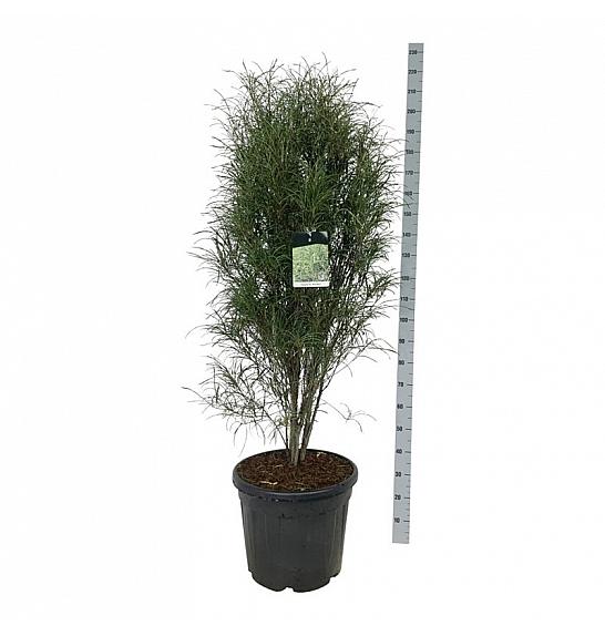 Frangula alnus Fine Line ® C30 Lit. 125-150 cm extra