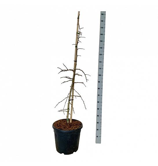Ginkgo biloba China Pendula C30 Lit. 125-150 cm extra