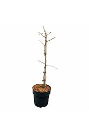 Ginkgo biloba Select Compact C5 Lit.  50-60 cm Piramida