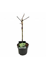 Ginkgo biloba Mariken C4 Lit. Na steblu 40 cm