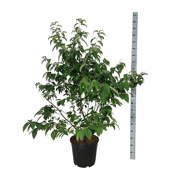 Halesia carolina C30 Lit. 125-150 cm extra