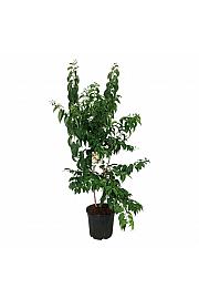 Heptacodium miconioides C30 Lit. 125-150 cm extra