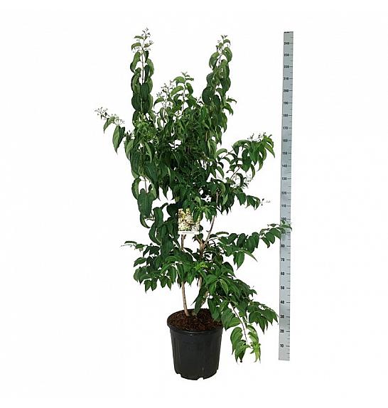 Heptacodium miconioides C30 Lit. 125-150 cm extra