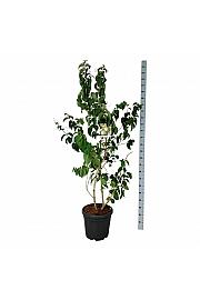 Heptacodium miconioides C30 Lit. 150-175 cm extra