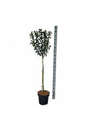 Hibiscus syriacus Starburst Chiffon C15 Lit. Na steblu 90 cm