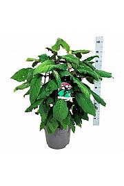 Hydrangea aspera Macrophylla C15 Lit. 60-80 cm