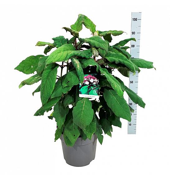 Hydrangea aspera Macrophylla C15 Lit. 60-80 cm