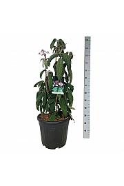 Hydrangea aspera Macrophylla C30 Lit. 80-100 cm