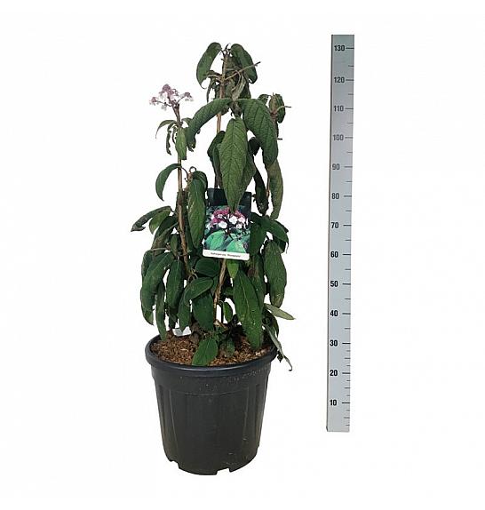 Hydrangea aspera Macrophylla C30 Lit. 80-100 cm