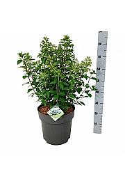 Hydrangea paniculata Bobo C15 Lit. 50-60 cm