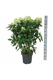 Hydrangea paniculata Graffiti C15 Lit. 60-80 cm