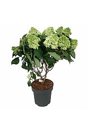 Hydrangea paniculata Little Fresco C15 Lit. 50-60 cm