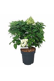 Hydrangea paniculata Little Spooky ® C15 Lit.  50-60 cm