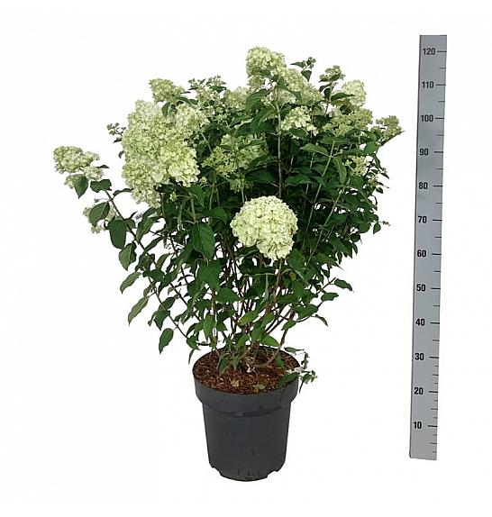 Hydrangea paniculata Petite Cherry C15 Lit. 60-80 cm