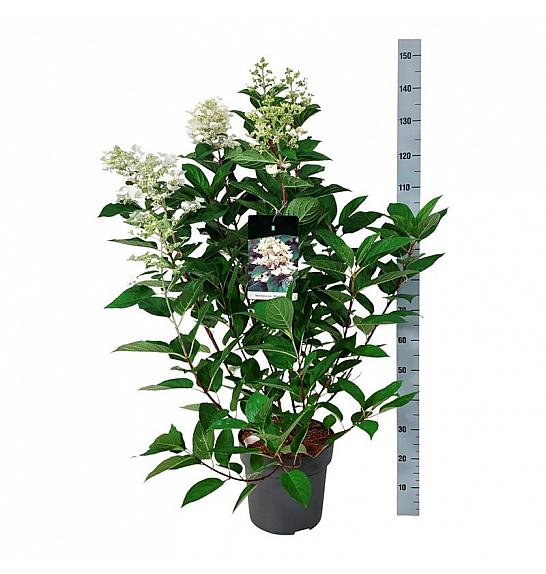 Hydrangea paniculata Wims Red C15 Lit. 60-80 cm