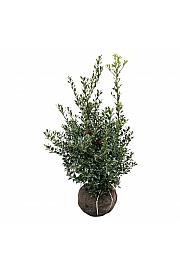 Ilex aquifolium Alaska bala 100-125 cm extra