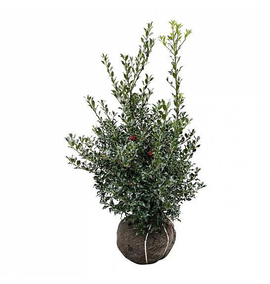 Ilex aquifolium Alaska bala 100-125 cm extra